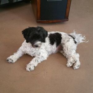 Meet your Posher, Sue